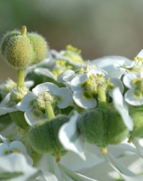 Fotografia 9 da espécie Euphorbia marginata no Jardim Botânico UTAD