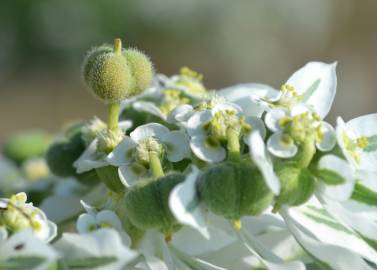 Fotografia da espécie Euphorbia marginata