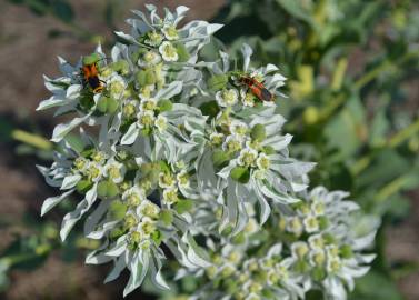 Fotografia da espécie Euphorbia marginata