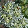 Fotografia 10 da espécie Euphorbia marginata do Jardim Botânico UTAD