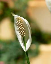 Fotografia da espécie Spathiphyllum wallisii