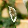 Fotografia 1 da espécie Spathiphyllum wallisii do Jardim Botânico UTAD