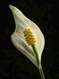 Fotografia da espécie Spathiphyllum wallisii