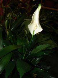 Fotografia da espécie Spathiphyllum wallisii