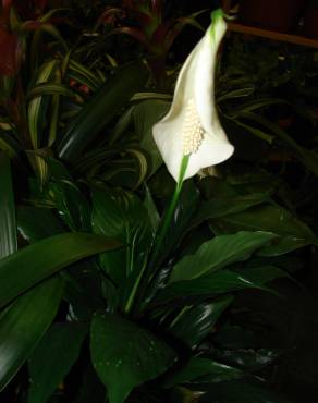 Fotografia 4 da espécie Spathiphyllum wallisii no Jardim Botânico UTAD