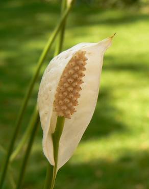 Fotografia 5 da espécie Spathiphyllum wallisii no Jardim Botânico UTAD