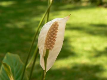 Fotografia da espécie Spathiphyllum wallisii