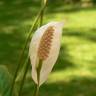 Fotografia 5 da espécie Spathiphyllum wallisii do Jardim Botânico UTAD