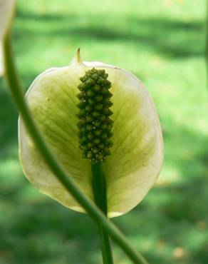 Fotografia 6 da espécie Spathiphyllum wallisii no Jardim Botânico UTAD