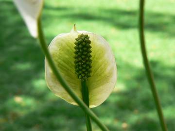 Fotografia da espécie Spathiphyllum wallisii