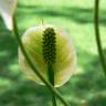 Fotografia 6 da espécie Spathiphyllum wallisii do Jardim Botânico UTAD