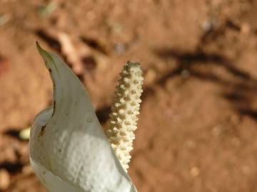 Fotografia da espécie Spathiphyllum wallisii