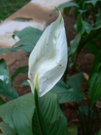 Fotografia da espécie Spathiphyllum wallisii