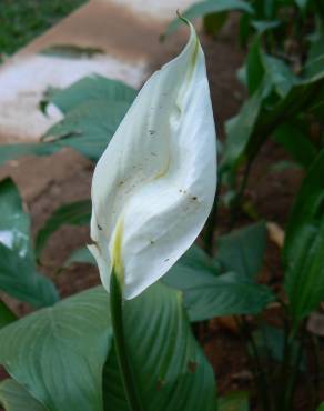Fotografia 8 da espécie Spathiphyllum wallisii no Jardim Botânico UTAD
