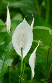 Fotografia da espécie Spathiphyllum wallisii