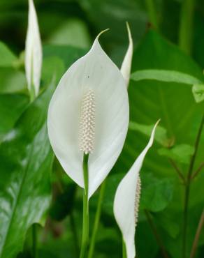 Fotografia 10 da espécie Spathiphyllum wallisii no Jardim Botânico UTAD