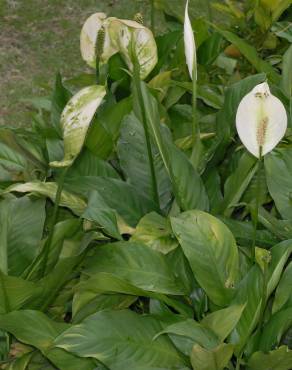 Fotografia 11 da espécie Spathiphyllum wallisii no Jardim Botânico UTAD