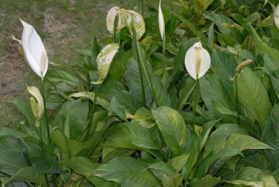 Fotografia da espécie Spathiphyllum wallisii