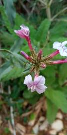 Fotografia da espécie Plumbago europaea