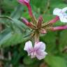 Fotografia 16 da espécie Plumbago europaea do Jardim Botânico UTAD