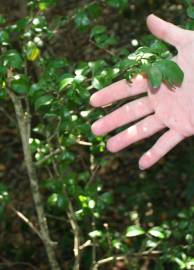 Fotografia da espécie Eugenia foetida