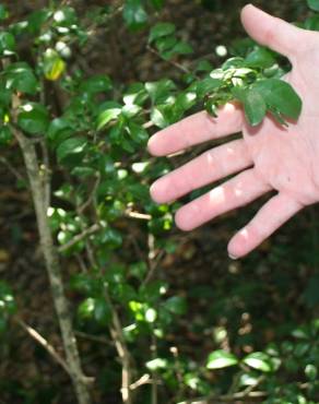 Fotografia 1 da espécie Eugenia foetida no Jardim Botânico UTAD