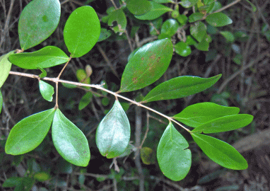 Fotografia da espécie Eugenia foetida