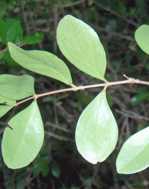 Fotografia 3 da espécie Eugenia foetida no Jardim Botânico UTAD