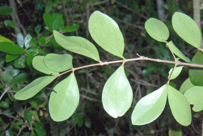 Fotografia da espécie Eugenia foetida