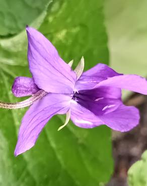 Fotografia 23 da espécie Viola odorata no Jardim Botânico UTAD