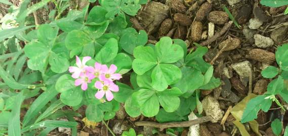 Fotografia da espécie Oxalis debilis var. corymbosa