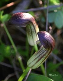 Fotografia da espécie Arisarum simorrhinum
