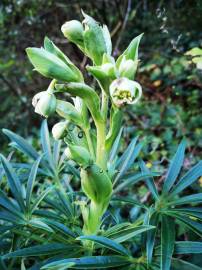 Fotografia da espécie Helleborus foetidus