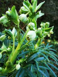 Fotografia da espécie Helleborus foetidus