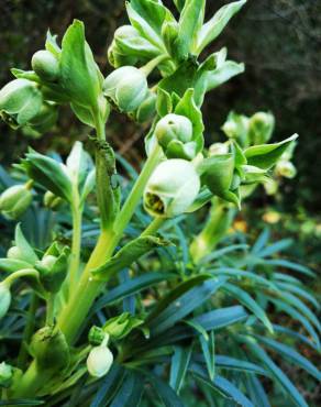 Fotografia 17 da espécie Helleborus foetidus no Jardim Botânico UTAD