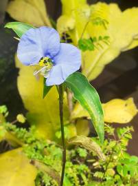 Fotografia da espécie Commelina communis