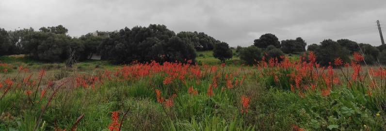 Fotografia da espécie Chasmanthe floribunda