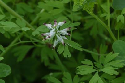 Fotografia da espécie Fumaria parviflora