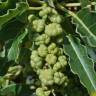 Fotografia 1 da espécie Phytolacca dioica do Jardim Botânico UTAD