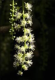 Fotografia da espécie Phytolacca dioica