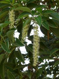 Fotografia da espécie Phytolacca dioica