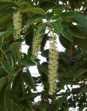 Fotografia 3 da espécie Phytolacca dioica no Jardim Botânico UTAD