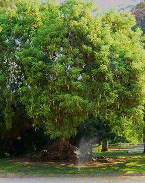 Fotografia 4 da espécie Phytolacca dioica no Jardim Botânico UTAD