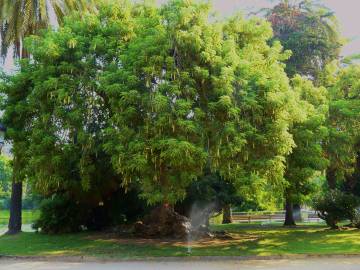 Fotografia da espécie Phytolacca dioica