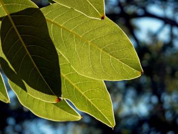 Fotografia da espécie Phytolacca dioica