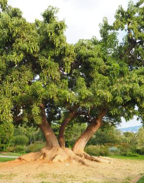 Fotografia 6 da espécie Phytolacca dioica no Jardim Botânico UTAD