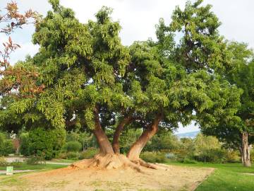 Fotografia da espécie Phytolacca dioica