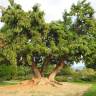 Fotografia 6 da espécie Phytolacca dioica do Jardim Botânico UTAD