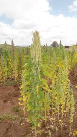 Fotografia da espécie Chenopodium quinoa