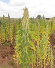 Fotografia da espécie Chenopodium quinoa